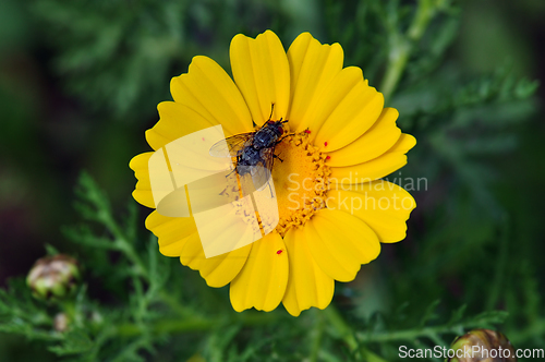 Image of fly on yellow flower