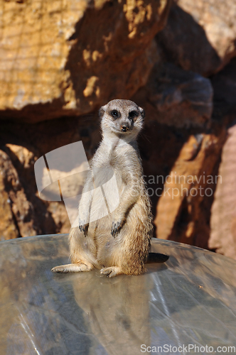 Image of funny meerkat animal