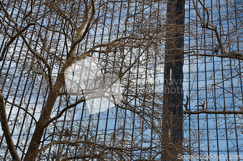 Image of glass facade and tree branches