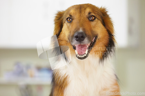 Image of Happy, Border Collie and portrait of dog at vet with health, wellness or insurance for pet. Dogs, face or animal in veterinary office, hospital or smile in clinic for vaccine and rescue from shelter