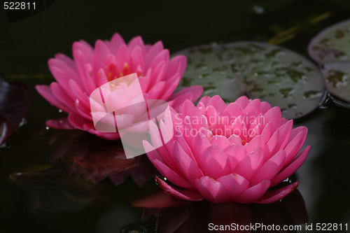 Image of Waterlily (Nymphaea)