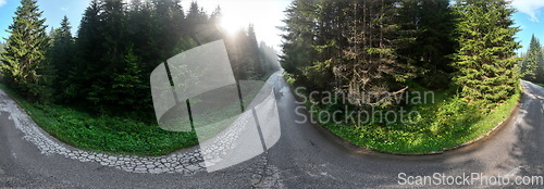 Image of pine tree forest with a curvy country road on a fresh summer morning with mist and fog