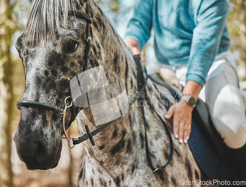 Image of Face of horse with woman, riding in forest and practice for competition, race or dressage with trees in nature. Equestrian sport, jockey or rider on animal in woods for adventure, training and care.