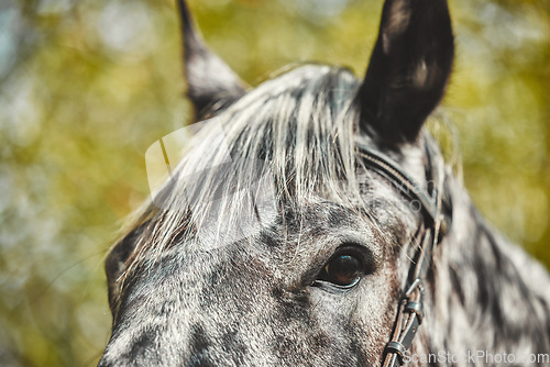 Image of Eyes, equestrian and a horse closeup in the countryside during summer for stallion or sustainability. Farm, agriculture ecology with a wild animal outdoor in a natural environment or green habitat