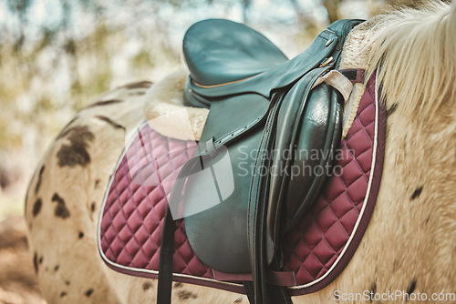 Image of Horse, leather saddle or animal in nature for equestrian game park, riding or countryside. Stallion, strength or colt dressage on appaloosa thoroughbred, rodeo ranch and relax in distance trail walk
