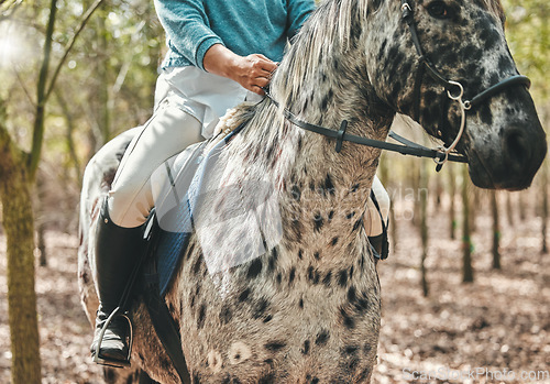 Image of Nature, closeup and woman riding a horse in forest training for a race, competition or event. Adventure, animal and young female person with stallion pet outdoor in the woods for equestrian practice.