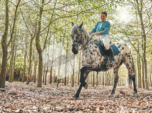 Image of Smile, nature and woman riding a horse in a forest training for a race, competition or event. Adventure, animal and young female person with stallion pet outdoor in the woods for equestrian practice.