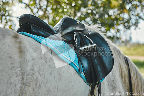 Image of Horse, leather saddle or stallion in nature in equestrian game park, walk or grazing in countryside. Animal, strength or colt stamina for welsh pony thoroughbred, rodeo ranch and long distance trail