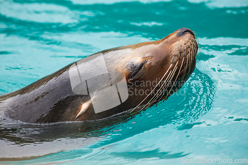 Image of Close-up of a Sea Lion swimming in water. Photography taken in F