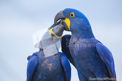 Image of Portrait of two big blue parrots kissing, Hyacinth Macaws