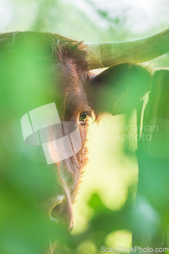 Image of Red Salers cow observing through enlighted foliage, vertical pho