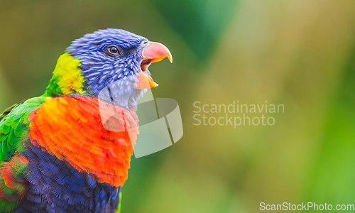 Image of Rainbow Lorikeet parrot bird screaming, opening its beak wide. P