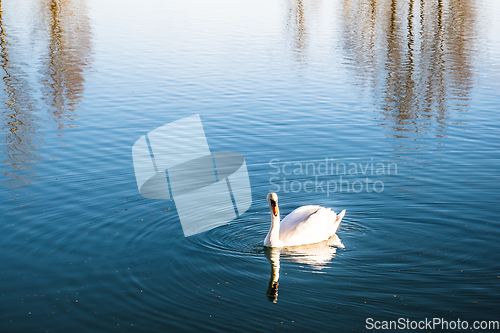 Image of Mute swan gliding across a lake at dawn