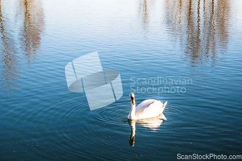 Image of Mute swan gliding across a lake at dawn