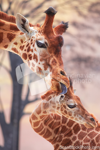 Image of Tender moment of a mother giraffe licking her young giraffe. Pho