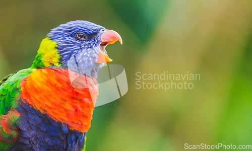 Image of Rainbow Lorikeet parrot bird screaming, opening its beak wide. P