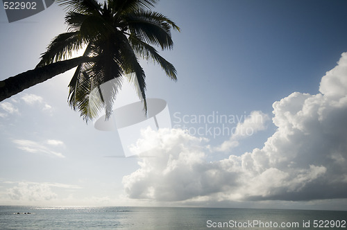 Image of palm tree over the caribbean sea