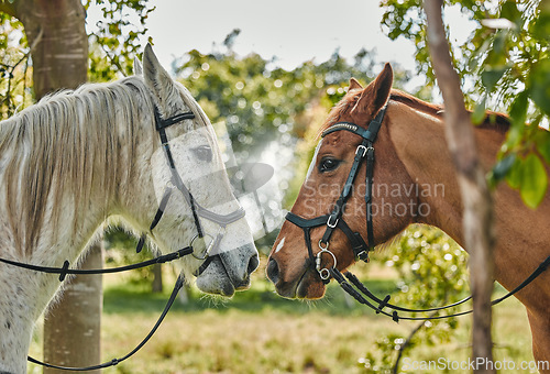 Image of Horses, noses and animal affection in nature in equestrian game park, care and leisure in countryside. Stallions, strength and colt touch for thoroughbred, and rodeo ranch for foal mating season
