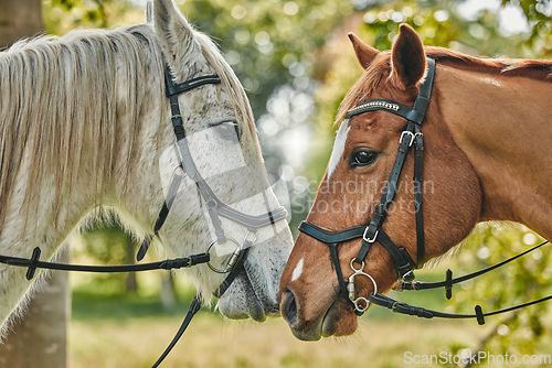 Image of Pets, horses and nature on farm, field and closeup in woods or agriculture with health, wellness and peace. Natural, pasture and equestrian animals in forest, environment or farming countryside.