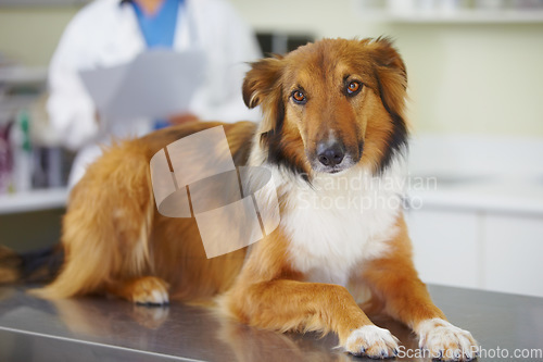 Image of Vet clinic portrait, relax and dog for medical help, wellness healing services or healthcare support, visit or assessment. Veterinary, pet exam test and K9 on table for hospital veterinarian checkup