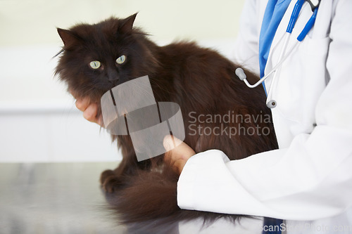 Image of Vet service hands, cat and person for medical help, wellness examination or animal healthcare support, exam or healing. Veterinary patient, specialist test and veterinarian for pet feline health care