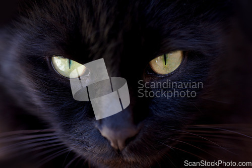 Image of Portrait, superstition and the eyes of a black cat closeup for bad luck as a symbol of spooky fear. Face, pet or animal with dark fur looking cute or adorable as a feline mammal for magic or mystery