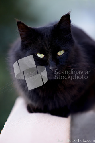 Image of Magic, superstition or bad luck and a black cat closeup with yellow eyes as a domestic animal. Face, kitten or pet and a feline with dark fur looking curious or lazy as a symbol of fear and danger