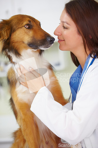 Image of Vet clinic, dog and happy woman for medical help, wellness healing services or fur assessment check for healthcare support. Animal nursing, veterinary test exam or hospital veterinarian checkup of K9