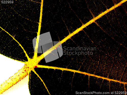 Image of leaf