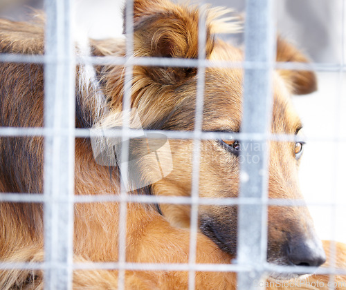 Image of Animal shelter, cage and sad dog in sanctuary waiting for adoption, foster care and rescue. Pets, homeless and closeup of unhappy canine, German shepherd or puppy in charity, welfare and ngo kennel