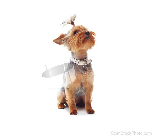 Image of Puppy, terrier and dog or pet in studio with collar, relax and standing on mock up space for best friend. Animal, face or canine for protection, companion or therapy and hairstyle on white background