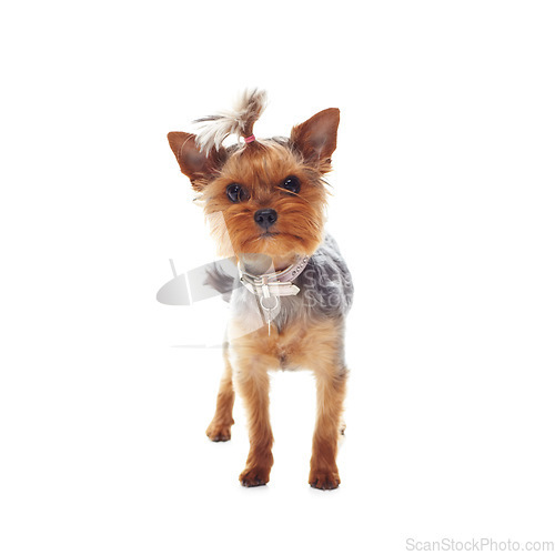 Image of Animal, terrier and dog or pet in studio with collar, relax and standing on mock up space for best friend. Puppy, face or canine for protection, companion or therapy and hairstyle on white background