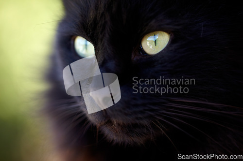 Image of Zoom, face and black cat with serious look for animal view and green eyes outside. Fuzzy, soft and kitten closeup of small curious head with feline and purebred pedigree and adorable pet in garden