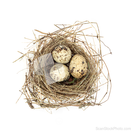 Image of Quail Eggs in Spring Bird Nest