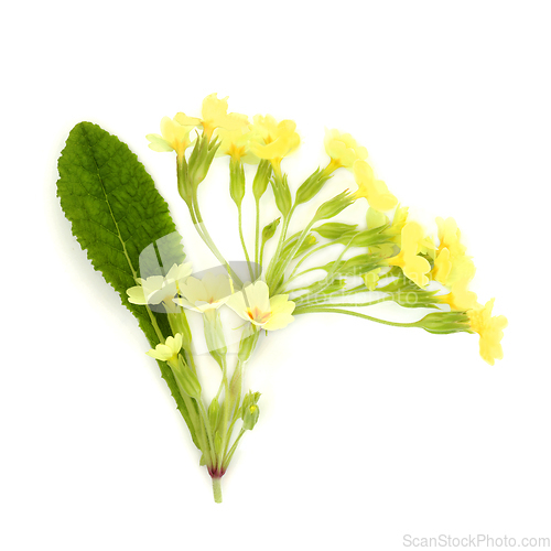 Image of Primrose Flower Spring Wildflower Plant