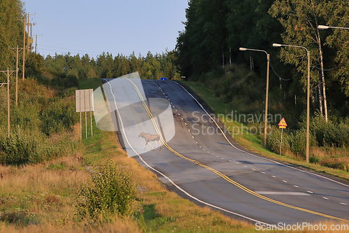 Image of Elk Crossing Road