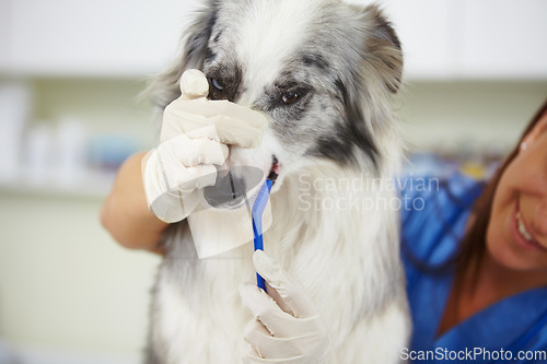 Image of Vet, dog and person cleaning tooth for pet medical help, wellness healing services or healthcare maintenance support. Dental care, veterinary or veterinarian brushing teeth for animal oral protection