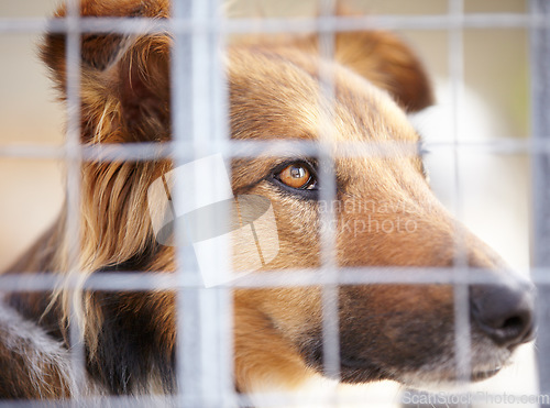 Image of Animal shelter, fence and sad dog in sanctuary waiting for adoption, foster care and rescue. Pets, depressed and closeup of unhappy canine, German shepherd or puppy in charity, welfare and kennel