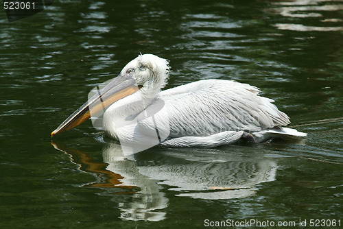 Image of Dalmatian Pelican swimming