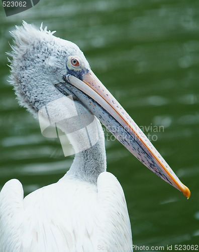 Image of Dalmatian Pelican