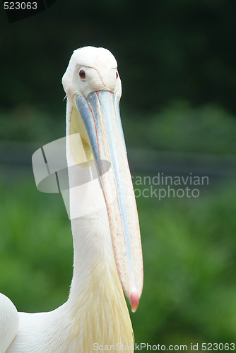 Image of Great White Pelican