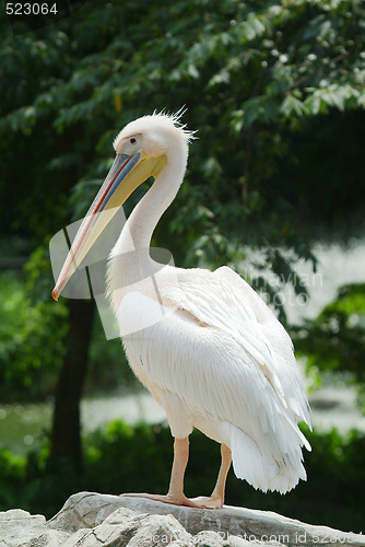 Image of Great White Pelican