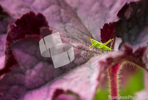 Image of Small green grasshopper on a purple leaf of heuchere
