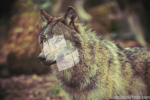 Image of Grey wolf prowling in the forest