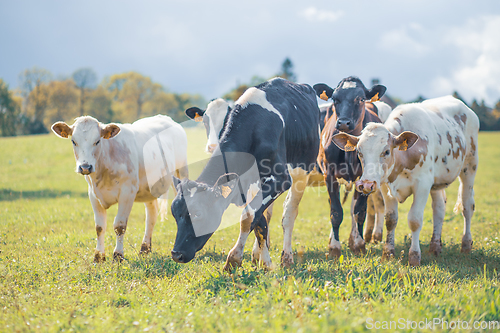 Image of Group of cows together gathering in a field