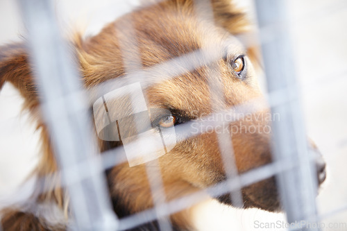 Image of Fence, shelter and sad dog in sanctuary waiting for adoption, foster care and rescue. Pets, depressed and face portrait of unhappy canine, animal or puppy in charity pound, welfare and kennel