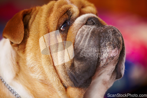 Image of Face, adorable and bulldog animal profile at shelter for pet care or pamper treatment . Closeup of cute brown and white dog or puppy looking up in facial expression for attention, love or best friend