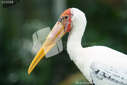 Image of Painted stork