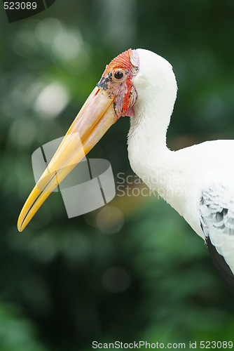 Image of Painted stork