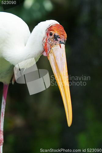 Image of Painted stork